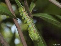 Io Moth Caterpillar