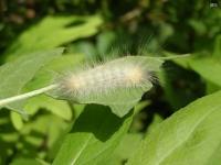 Tiger Moth Caterpillar