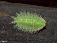 Crowned Slug Caterpillar