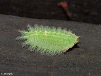 Crowned Slug Caterpillar