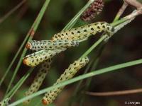 Red-headed Pine Sawfly Larvae