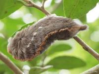 Southern Flannel Moth Caterpillar