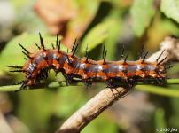 Gulf Fritillary Butterfly Caterpillar