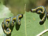 Willow Sawfly Larvae