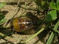 Great/Grand Harvestfly (Cicada)