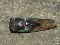 Swamp Cicada