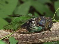 Swamp Cicada