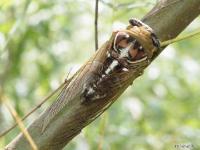 Great/Grand Harvestfly (Cicada)