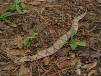 Southern Copperhead Snake