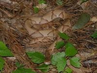 Southern Copperhead Snake