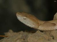 Southern Copperhead Snake