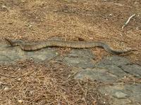 Cottonmouth Snake