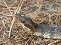 Cottonmouth Snake