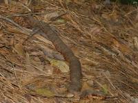 Cottonmouth Snake