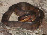 Cottonmouth Snake