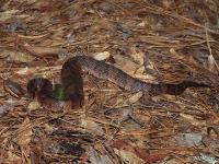 Cottonmouth Snake