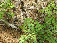 Eastern Coachwhip Snake