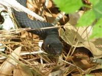 Eastern Coachwhip Snake