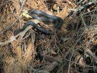 Eastern Coachwhip Snake