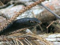 Eastern Coachwhip Snake