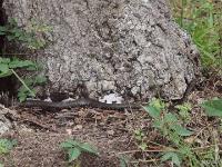 Juvenile Eastern Coachwhip Snake