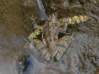 Cricket Frog