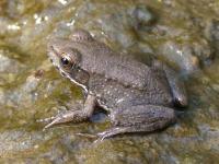 Small Frog, Probably Bronze