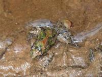 Cricket Frog