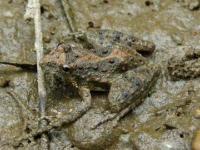 Cricket Frog