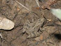 Cricket Frog