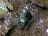 Cricket Frog