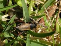 Field Cricket