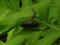 Field Cricket