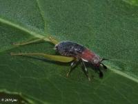 Red Headed Bush Cricket Nymph