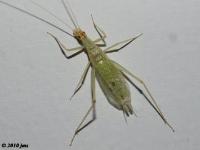 Pine Tree Cricket