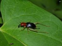 Red Headed Bush Cricket