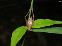 Restless Bush Cricket