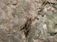 Striped Ground Cricket