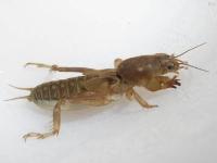 Southern Mole Cricket