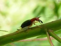 Red Headed Bush Cricket