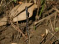 Mature Female Fragile Forktail Damselfly