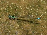 Male Forktail Damselfly