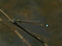 Andramorph Female Damselfly