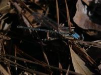 Dancer Damselfly