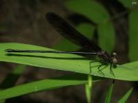 Damselfly