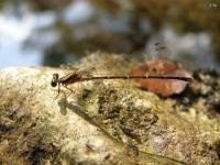 Female Blue-tipped Dancer Damselfly