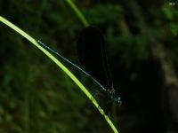 Ebony Jewel Wing Damselfly Male