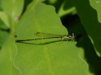 Fragile Forktail Damselfly