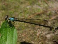 Female Damselfly