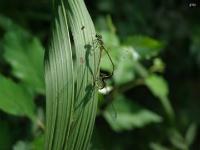 Fragile Forktail Damselfly